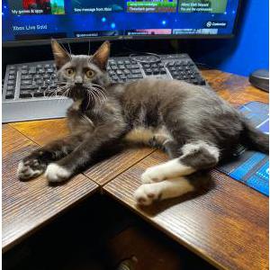 Lost Cat Gigi