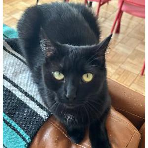 Lost Cat Zelda