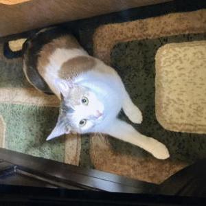 Lost Cat Monkey cat