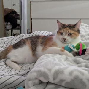 Lost Cat Jamby/Jambon