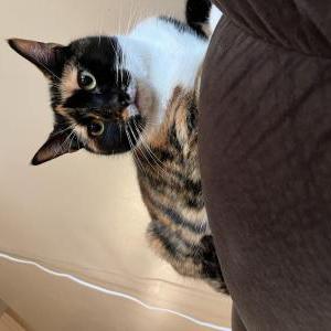 Image of Agnes, Lost Cat