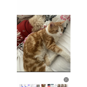 Image of Milo, Lost Cat