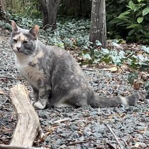 Image of Unknown, Found Cat