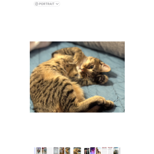 Lost Cat Tawny