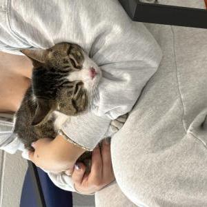 Found Cat Unknown