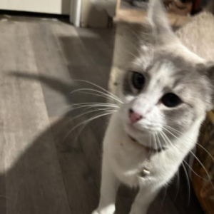 Lost Cat Baby head