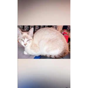 Lost Cat Chaleemees