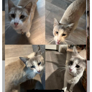 Lost Cat Baby head