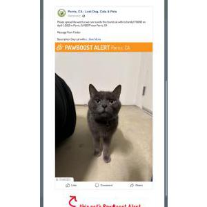 Image of Unknown, Found Cat