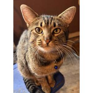 Lost Cat Bean