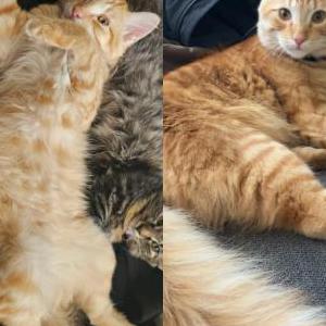 Lost Cat Pugsley