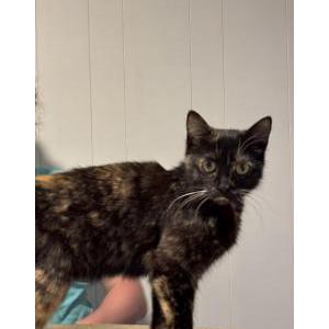 Found Cat unknown