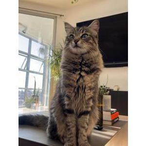 Lost Cat Bash