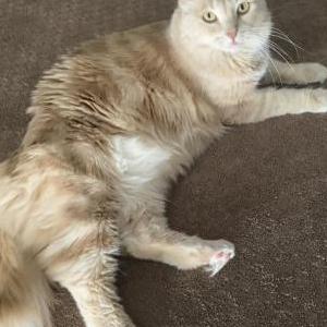 Image of roo, Lost Cat