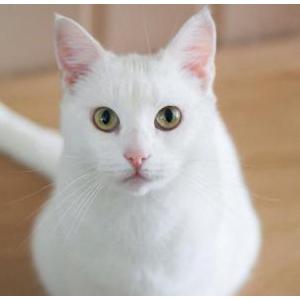 Image of Fluff, Lost Cat