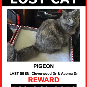 Image of Milo, Lost Cat