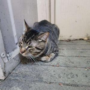 Image of Unknown, Found Cat