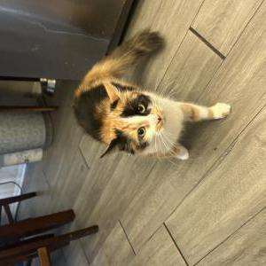 Image of Nala, Lost Cat