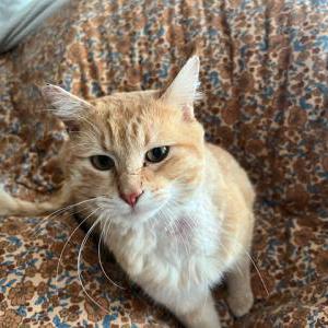 Lost Cat Caticus