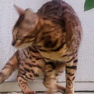 Lost Cat Aspasia