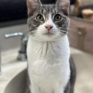 Lost Cat Oliver