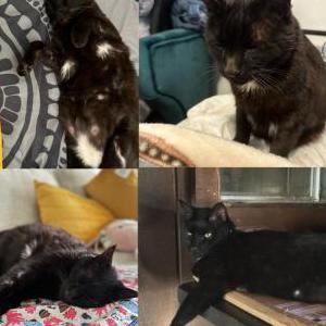 Image of Ozzy, Lost Cat