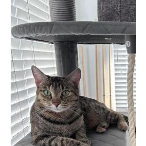 Image of Brownie, Lost Cat