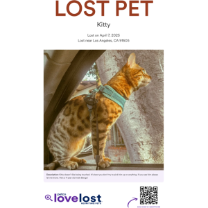 Lost Cat Kitty