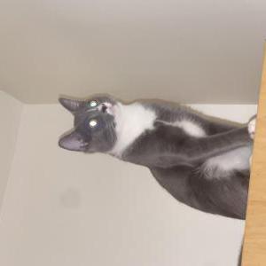 Image of Onyx, Lost Cat