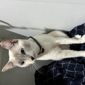 Lost Cat Duvalin