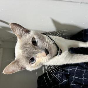2nd Image of Duvalin, Lost Cat