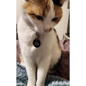 Lost Cat Trixie