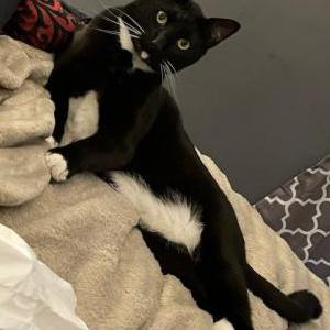 Image of Loki, Lost Cat