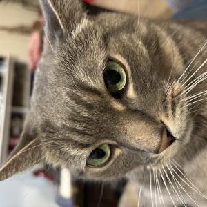 Image of Toffoli, Lost Cat