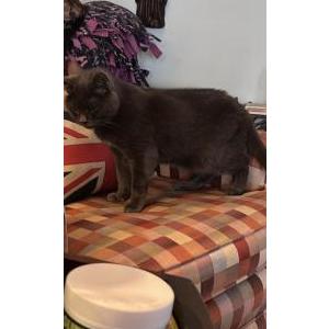 Image of Sydney, Lost Cat