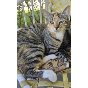 Image of Lulu, Lost Cat