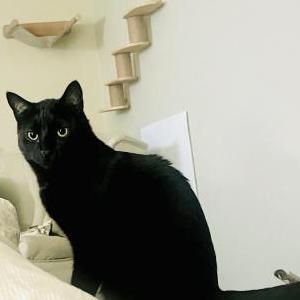 Image of Little Bill, Lost Cat