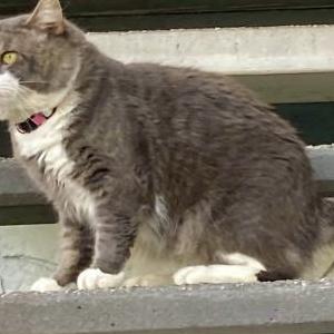 Image of Keon, Lost Cat