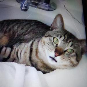 Image of Chichi, Lost Cat