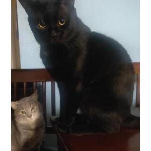 Image of Bandit, Lost Cat