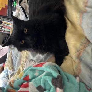 Image of Princess, Lost Cat