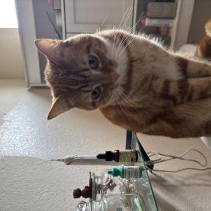 Image of Chester, Lost Cat