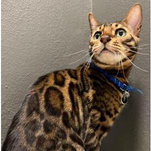 Image of Apple, Lost Cat