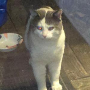 Image of Unknown, Found Cat