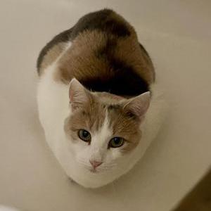 Image of Boudicca, Lost Cat