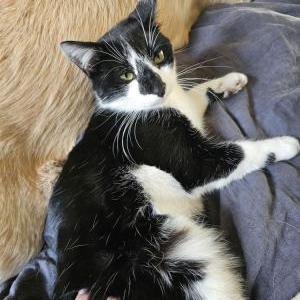 Image of Ziggy, Lost Cat