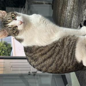 Image of Micah, Lost Cat
