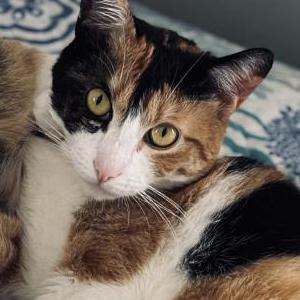 Lost Cat Precious