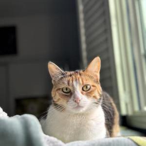 Lost Cat Princess