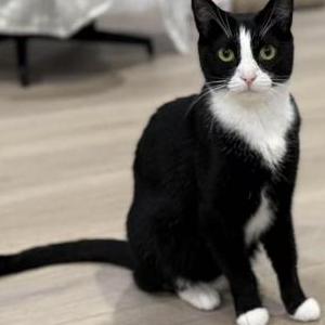 Image of Boba, Lost Cat